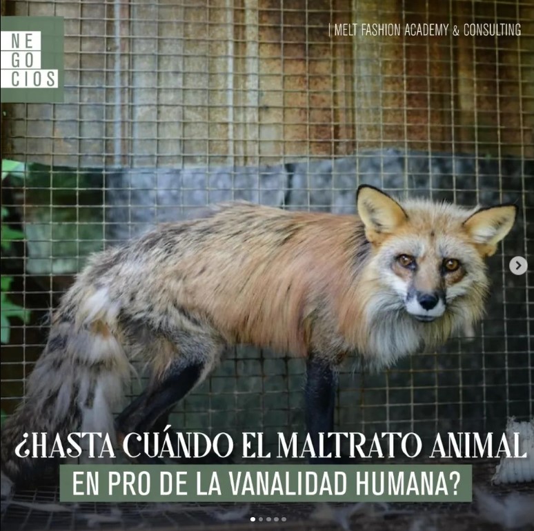 Hasta cuando el maltrato animal en pro de la vanidad humana